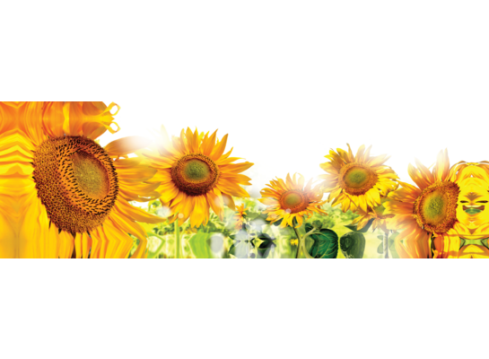Obraz typu canvas 30 x 100 cm słoneczniki