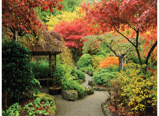 Obraz typu canvas 50 x 70 cm drzewa