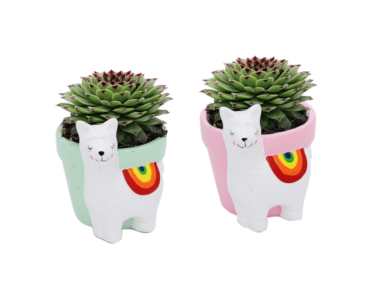 Sukulenty mix w osłonce lama