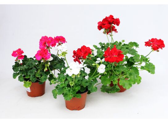 Pelargonia zonale don. 13 cm