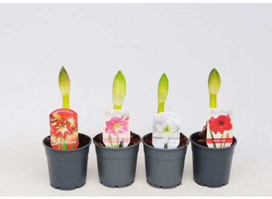 Amarylis 1-pędowy don. 13 cm