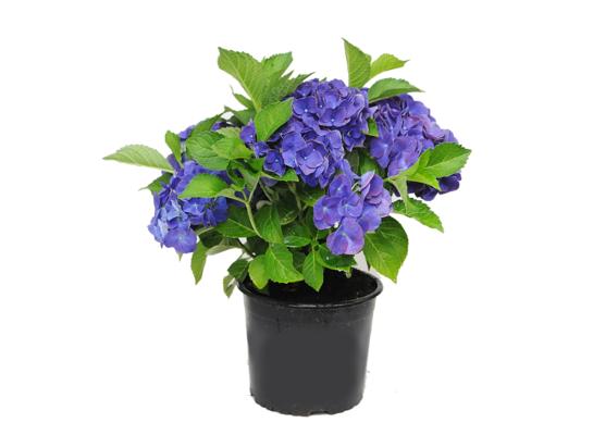 Hortensja macrophylla wys. 30 cm don. 19 cm