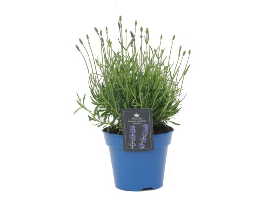 Lawenda angustifolia