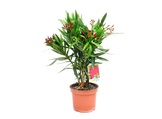 Oleander pospolity doniczka 18 cm mix