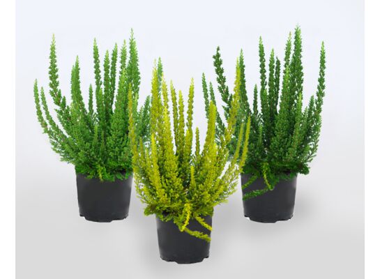 Wrzos Skyline doniczka 10 cm