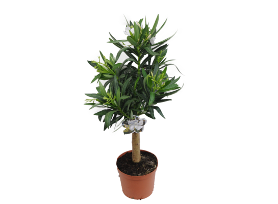 OLEANDER POSP. MIX NA PNIU D18 cm wys. 40 cm