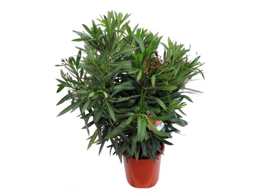 Oleander doniczka 40 cm mix