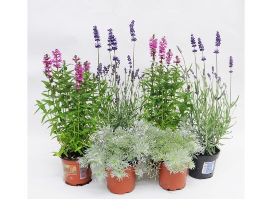 Byliny mix don.19 cm