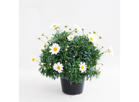 Margerytka bush biała don. 14 cm