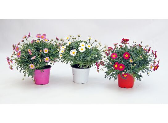 Margerytka bush kolorowa doniczka 14 cm mix kolorów