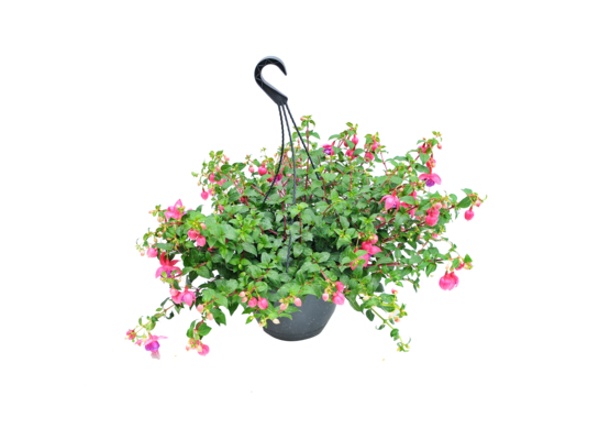 Fuksja ampel don. 25 cm