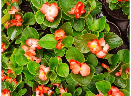 Begonia semperflorens don. 9 cm