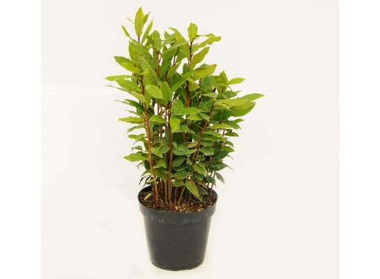 LIŚĆ LAUROWY - MIX D14 cm wys. 25 cm