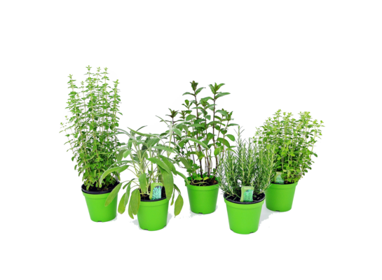 Zioła mix rozmaryn, oregano, szałwia, tymianek, lawenda, mięta don. 14 cm