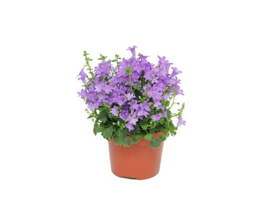 Campanula MIX don. 10,5 cm