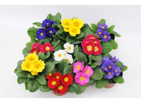 Prymula mix kolorów don. 10,5 cm wys. 15 cm