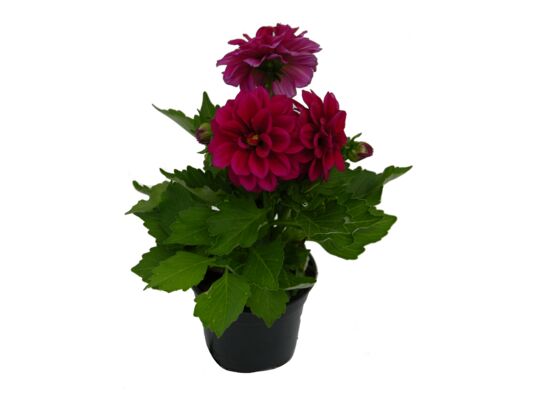 Dalia don.11 cm