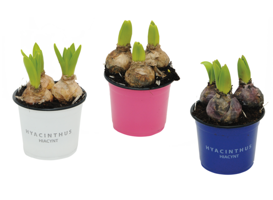 Hiacynt 3 cebule doniczka 12 cm mix