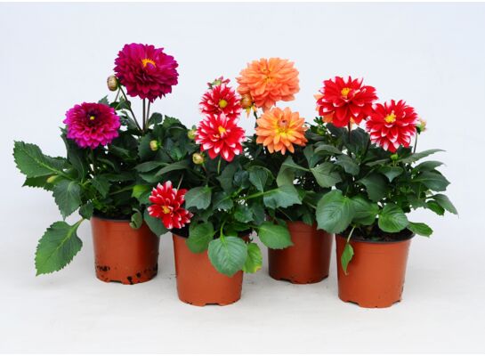 Dalia maxi don. 14 cm