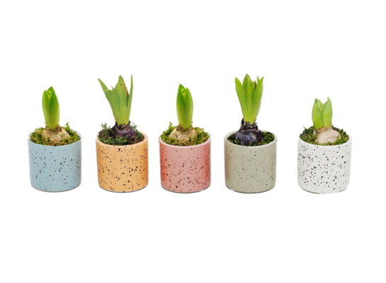 Hiacynt w osłonce ceramicznej