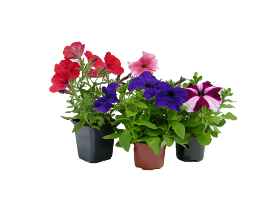 Petunia doniczka 9 cm mix wys. 15 cm