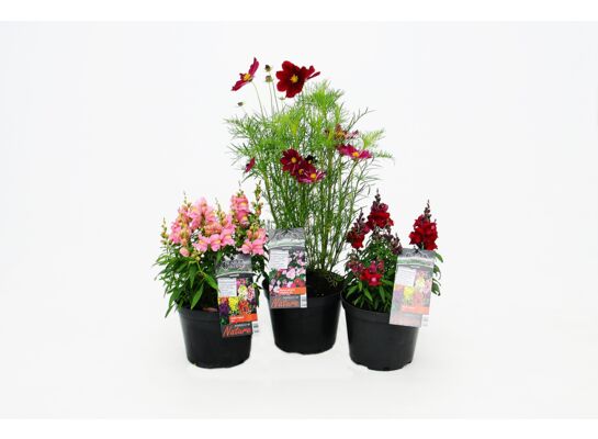 Rośliny bioróżnorodne