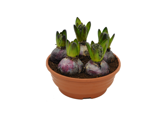 Hiacynt 5 cebul, don. 17 cm wys. 20 cm