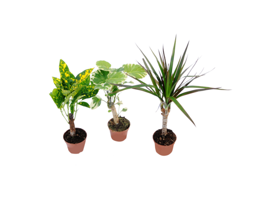 Rośliny zielone na pniu mix