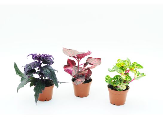 Rośliny zielone mix