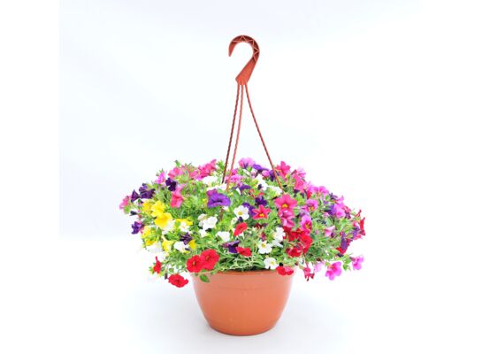Calibrachoe mix w amplu don. 25 cm