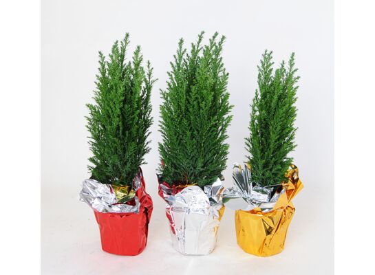 Cyprysik w kryzie don. 9 cm