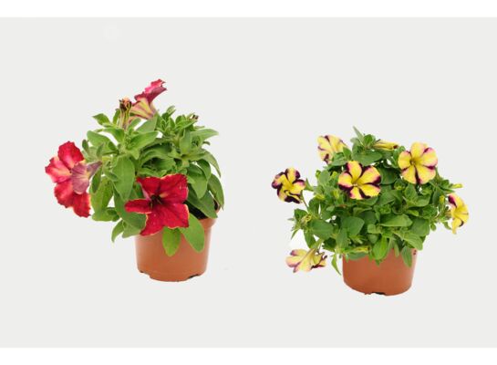Petunia don.12 cm