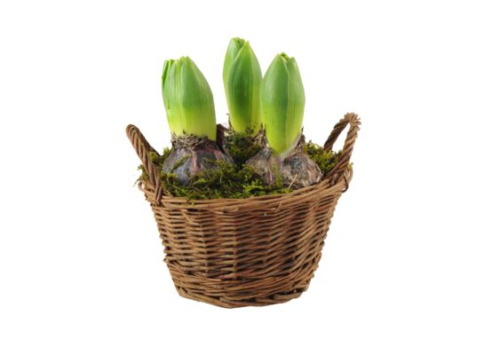 Hiacynty w koszyku wiklinowym