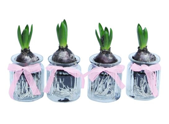 Hiacynt szkło z wstążką 7 cm 1c