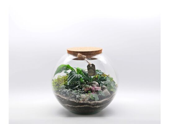 Rośliny MIX w zamkniętym szkle 1088 don. 28 cm