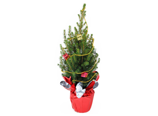 Świerk conica w ozdobnej kryzie z ozdobami wys. 40 cm don. 17 cm