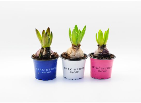 Hiacynt 1 cebula don. 9 cm mix