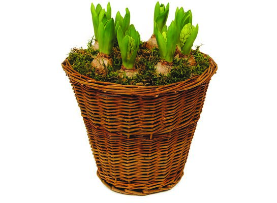 Hiacynty w wysokim koszu wiklinowym