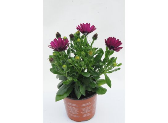 Osteospermum don.12 cm