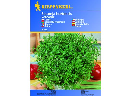 Cząber ogrodowy wieloletni