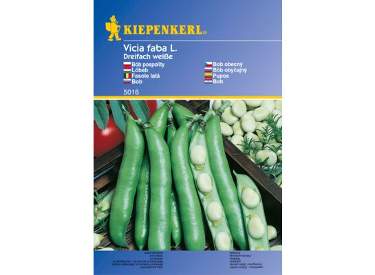 Fasola ozdobna Dreifach Weisse