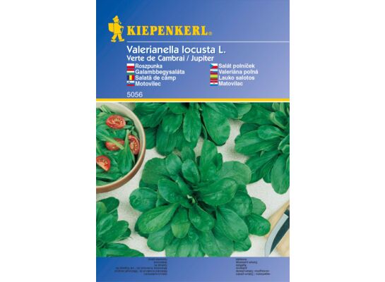 Sałata polna Verte de Cambrai