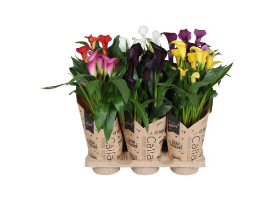 Kalia Mix papierowa osłonka doniczka 13 cm