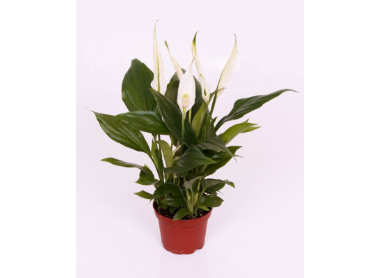 Spathiphyllum don.10,5 cm