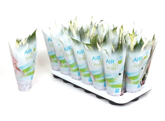 Spathiphyllum don.9 cm