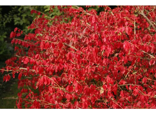 Trzmielina oskrzydlona mix