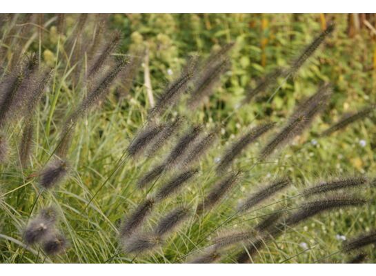 Rozplenica japońska mix