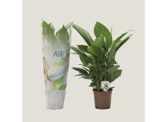 Spathiphyllum 'Vivaldi' don. 17 cm wys. 70 cm
