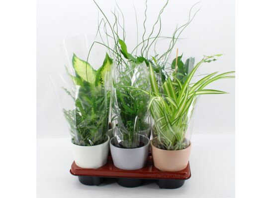 Rośliny zielone mix w ceramice