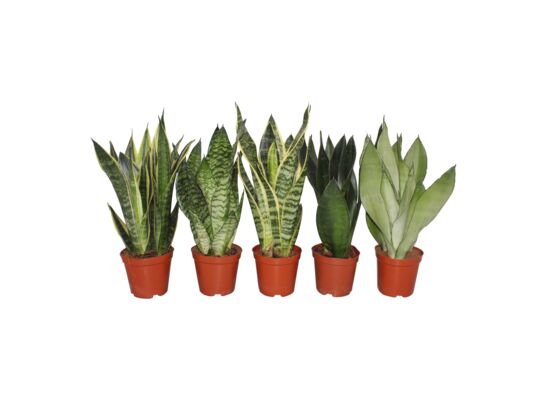 Sansevieria mix 5 soorten don.12 cm